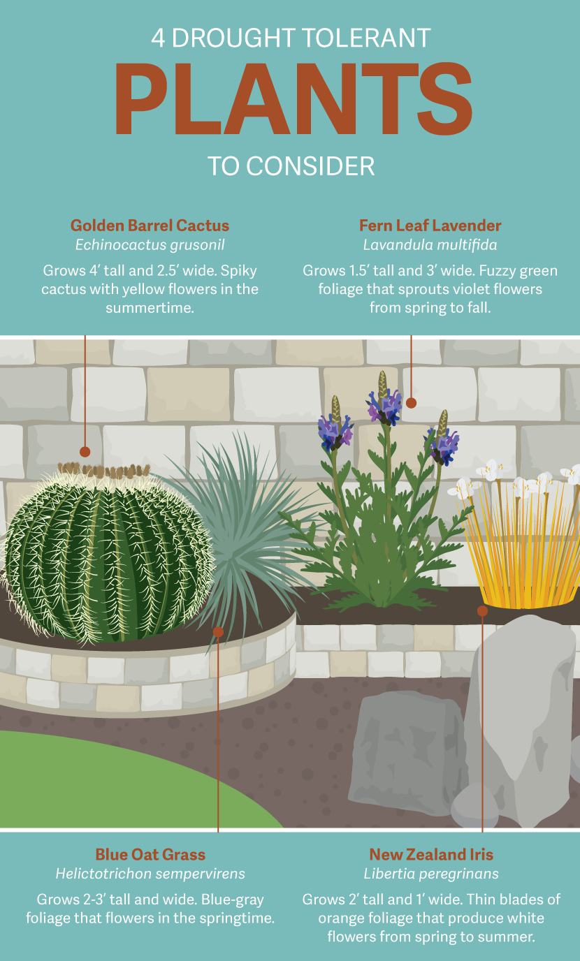 Drought Tolerant Plants - Gardening in a Drought