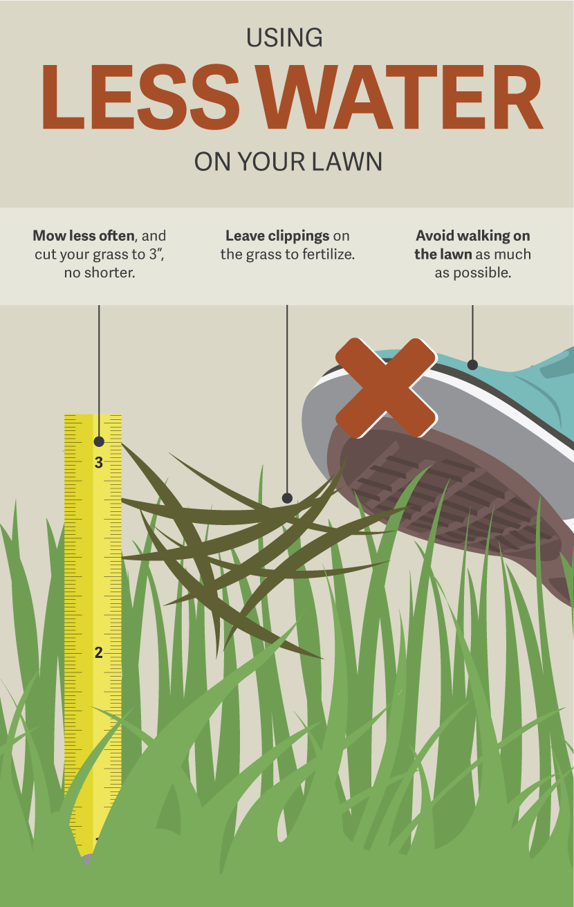 Using Less Water on Your Lawn - Gardening in a Drought